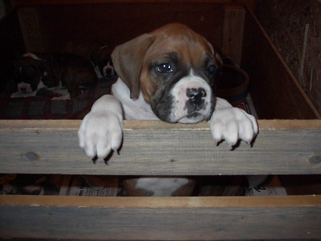 Bowser_6-weeks