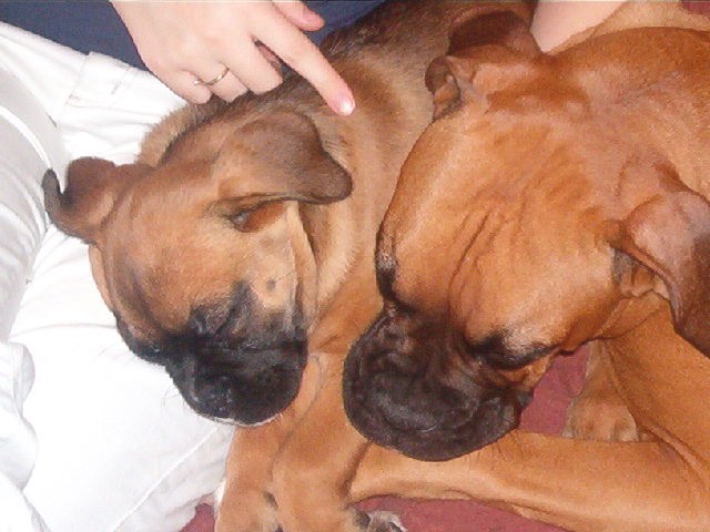 Bowzer's new playmate