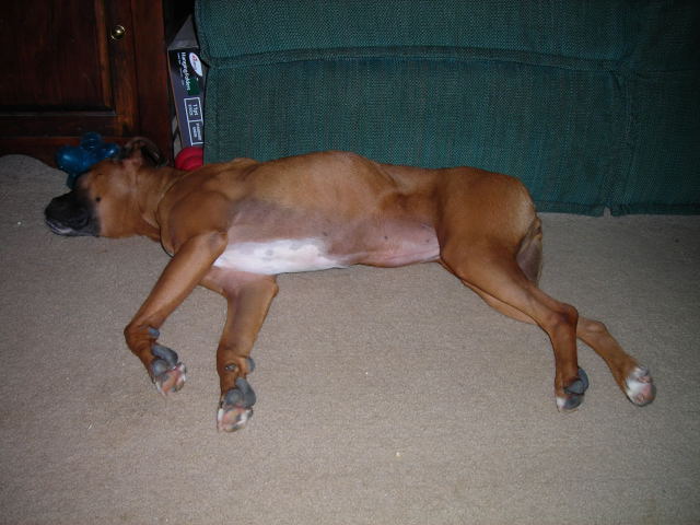 Boxer #3