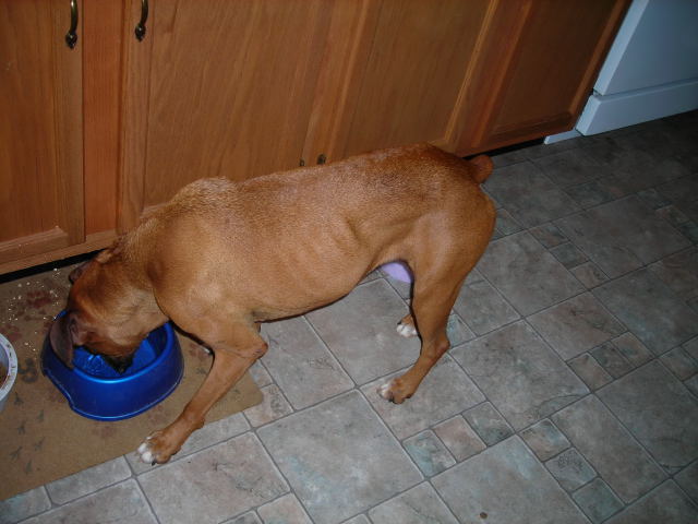 Boxer #3