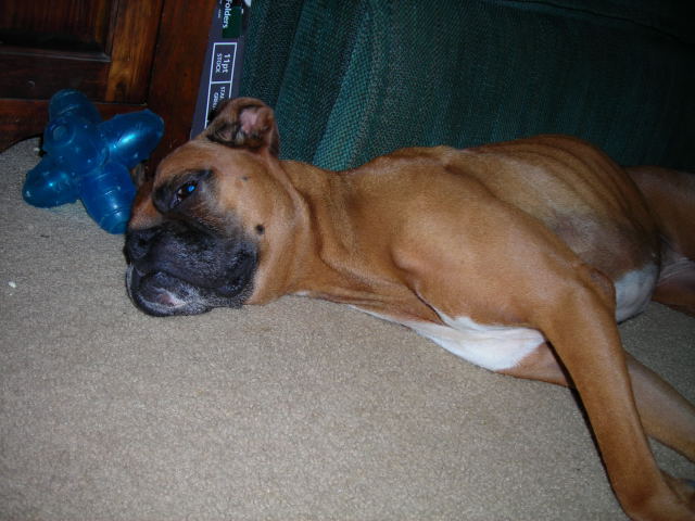 Boxer #3