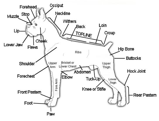 Boxer Anatomy
