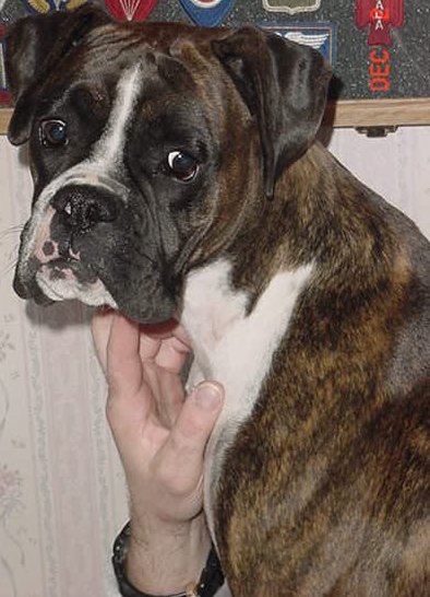 Boxer Babe Gretna