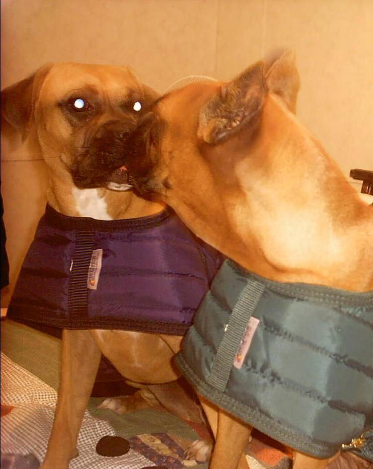 boxer babies kissing