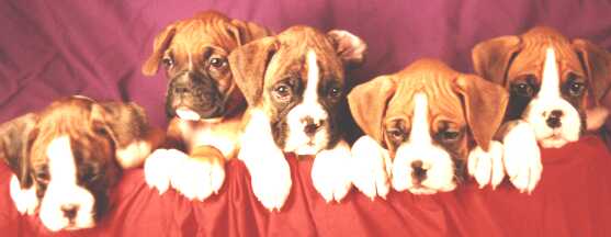Boxer Babies