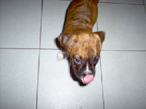 Boxer baby kisses!