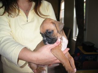 Boxer Baby