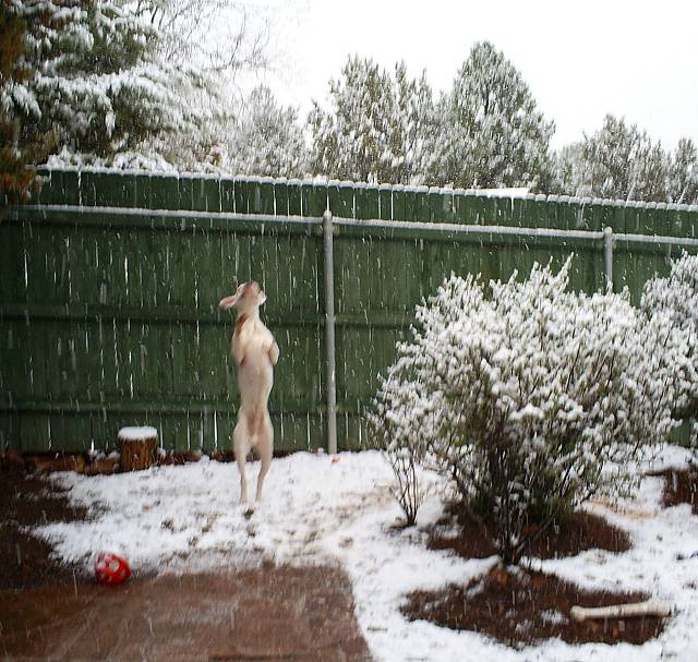 Boxer Ballet! TaTanka catchin' snowflakes