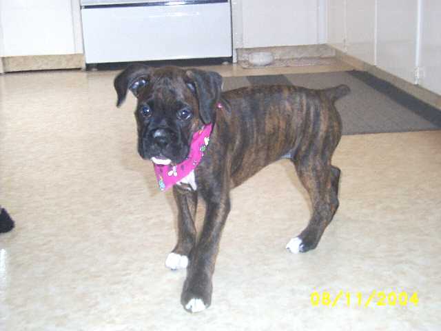 Boxer Bandana
