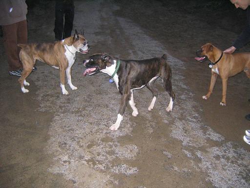 Boxer Bash at Fort Funston