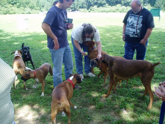 Boxer Bash CT