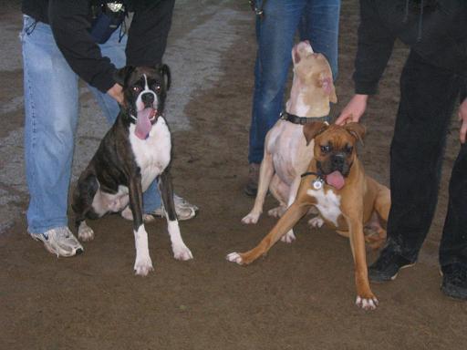 Boxer bash plus one pitbull