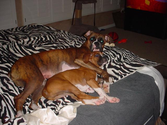 Boxer Bed