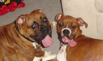 Boxer Best Friends