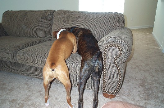 Boxer Booty