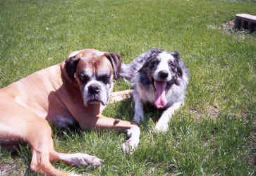 Boxer & Border, what a combo
