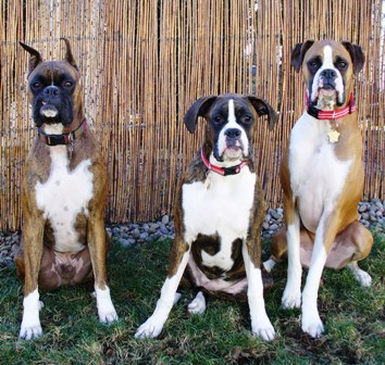 Boxer buddies!