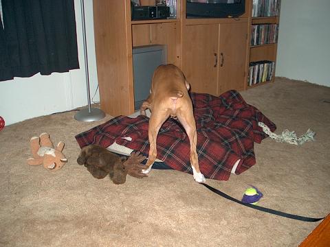 Boxer Bum!