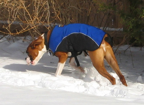 Boxer burning in the snow :)