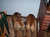 Boxer Butts!