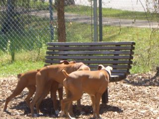 Boxer Butts