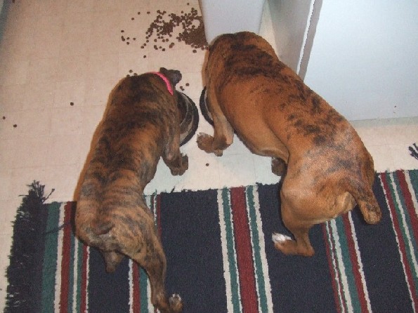 Boxer Butts!