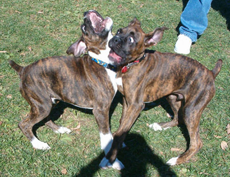 Boxer Crash!