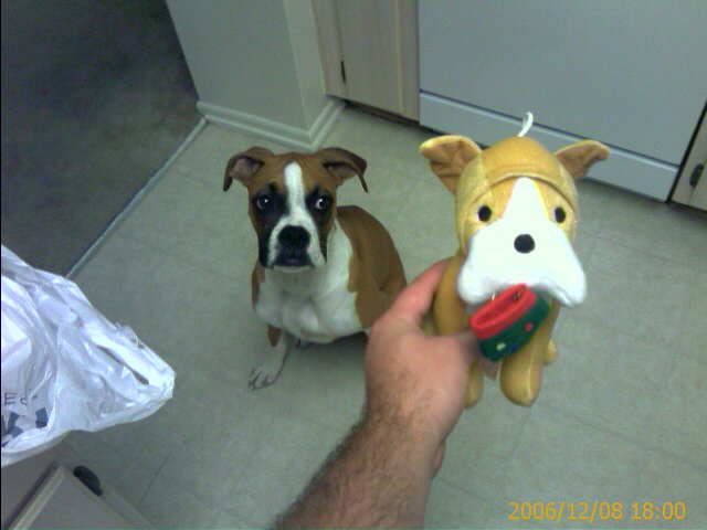 Boxer Dog....Boxer Toy