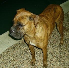 Boxer Dog - Sasha