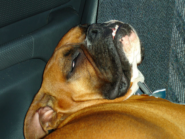 Boxer Dreams