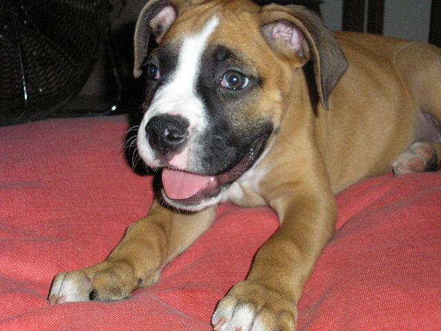 Boxer face almost looks like pit