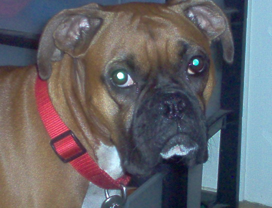 Boxer Face