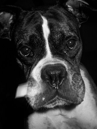 boxer face