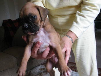 Boxer Girl 5 wks