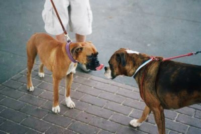 Boxer greeting