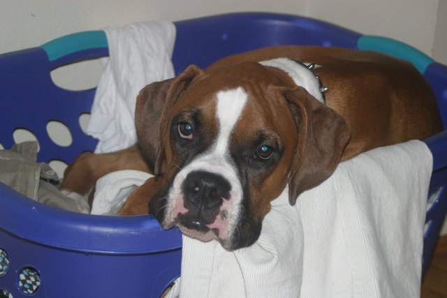 Boxer in a basket!
