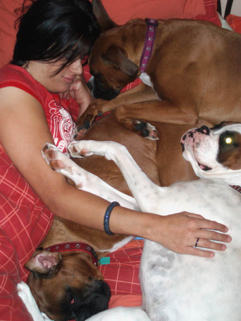 Boxer Love