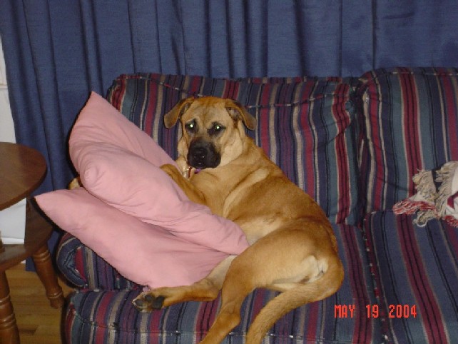 Boxer Mix