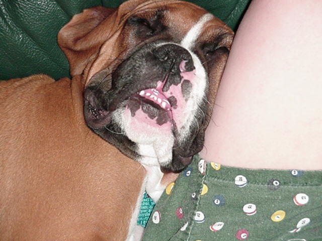 Boxer Monster!