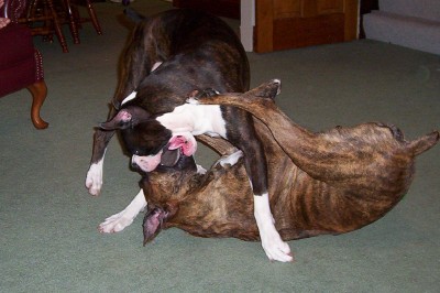 Boxer monsters!