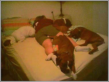 Boxer Nap Time
