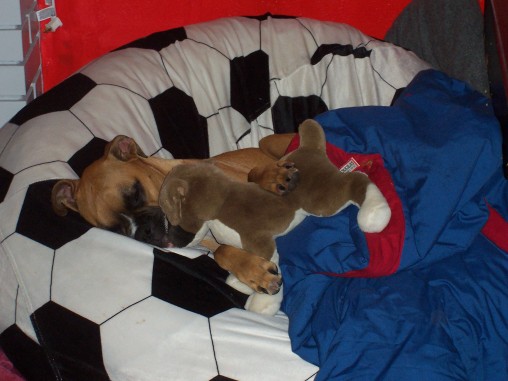Boxer Nap