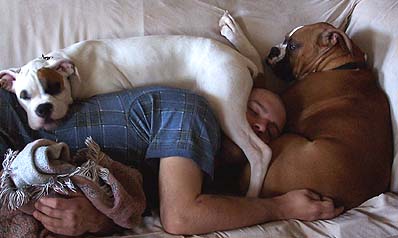 Boxer NapTime 2