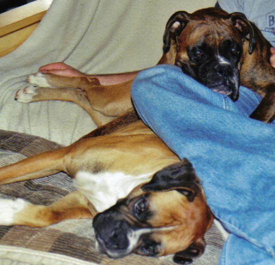 boxer naptime