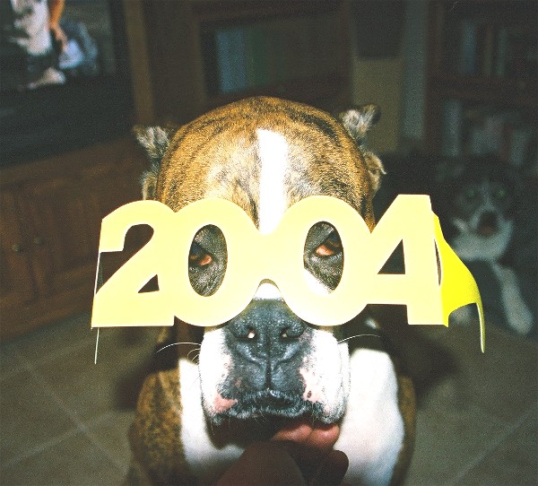 Boxer New Year