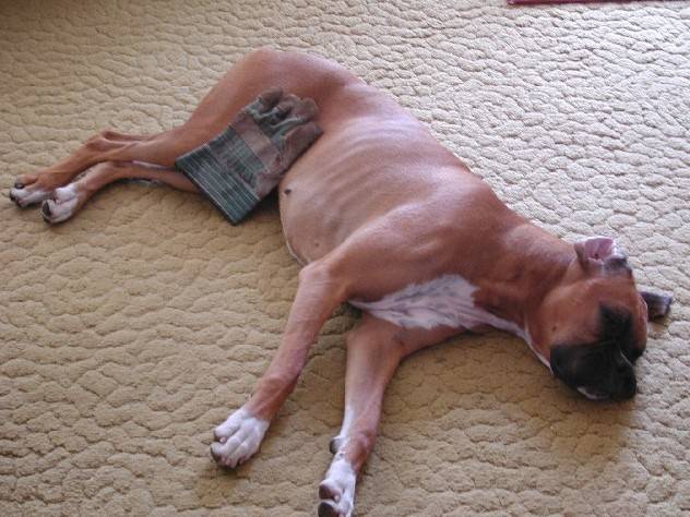 Boxer nude - censored