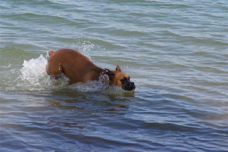 Boxer or fish?