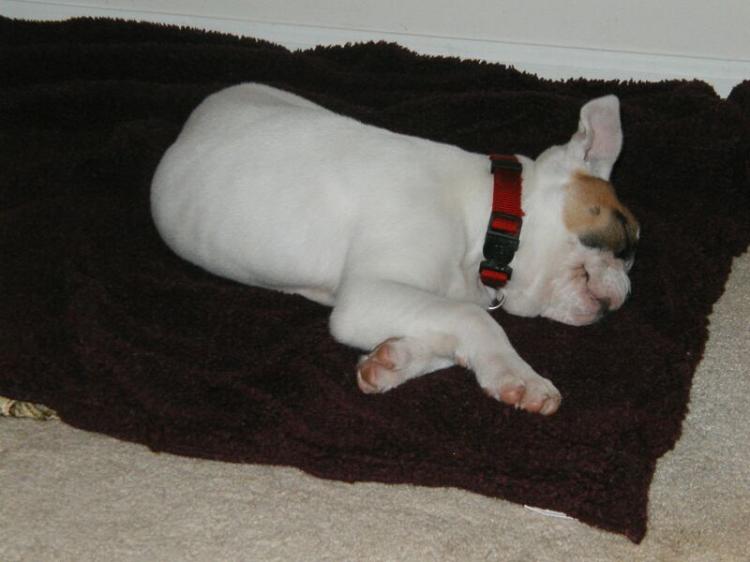 Boxer or piglet?!