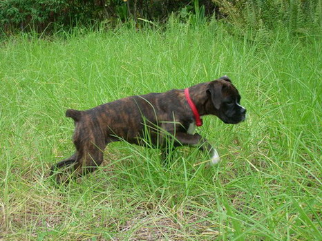 Boxer or Pointer?