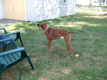 Boxer or Pointer?